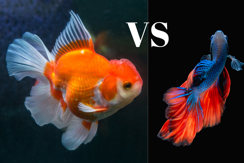 Quelle différence entre les poissons japonais et les poissons rouges ?