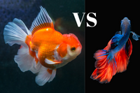 Poisson rouge ou combattant : comparaison entre deux icônes de l'aquarium