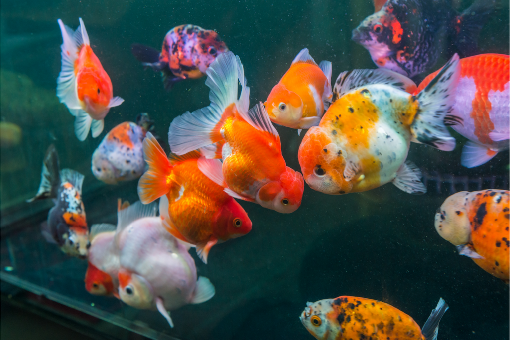 Combien de poissons dans un aquarium ? Nos conseils !