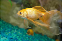 Les secrets du poisson rouge doré : comprendre ses besoins et son comportement