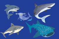 Peluches de Requins : Les Géants des Océans dans Votre Salon