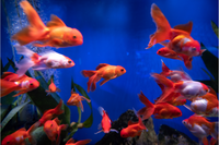 Le monde du poisson rouge : où vit-il et comment le maintenir en bonne santé