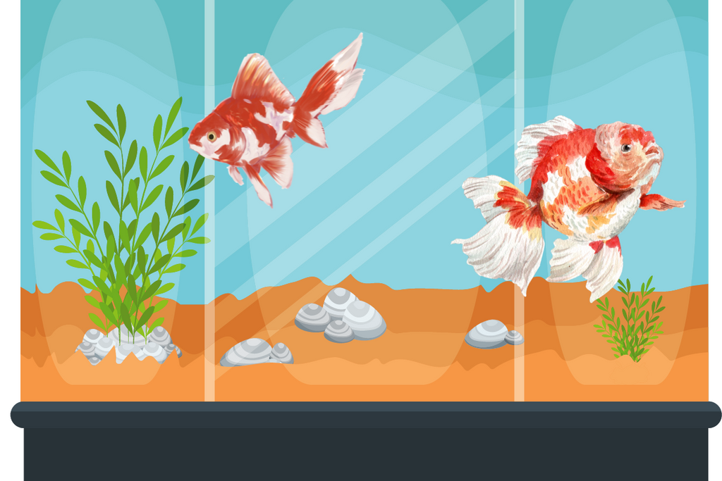 Poisson Rouge et Blanc : Une magnifique combinaison de couleurs pour votre aquarium